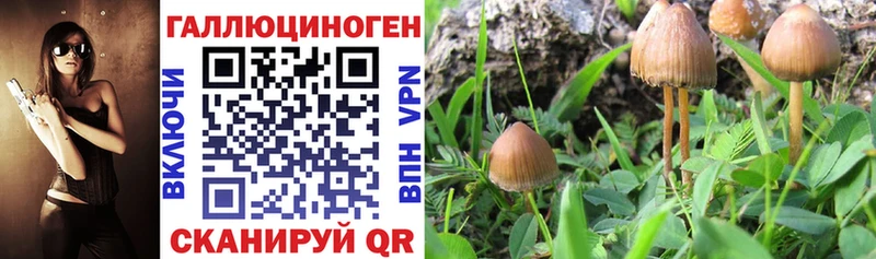 Псилоцибиновые грибы ЛСД  где можно купить наркотик  Тогучин 